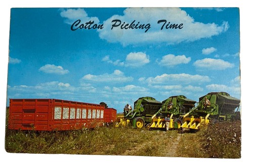 Cotton picking time - picking,