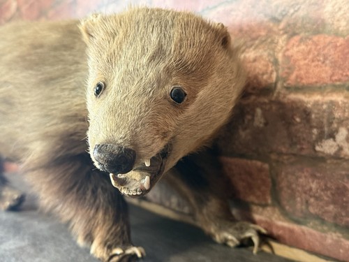 Vintage taxidermy french - vintage,