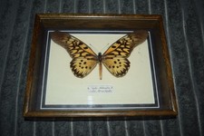 Mounted Giant Swallowtail