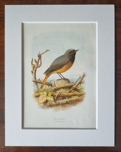 Antique mounted bird print - antique,