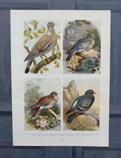Antique 1910 Doves And Pigeons