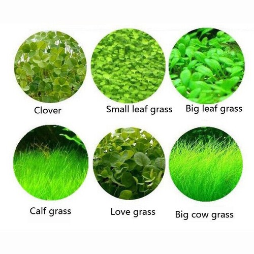 10g aquarium plant seeds fish - aquarium,