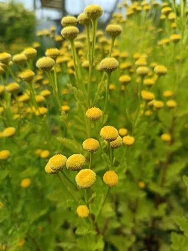 Golden ball chrysanthemum - 3,