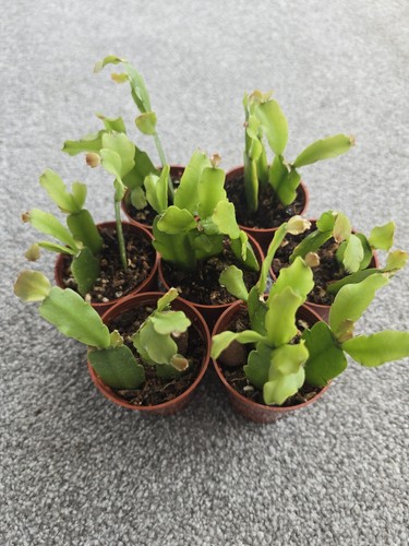 Christmas cactus rooted - christmas, 3