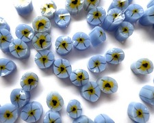 Forget me not flower murrini