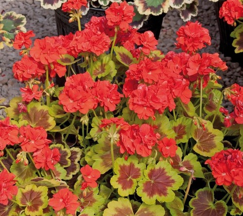 Geranium zonal variegated - geranium,