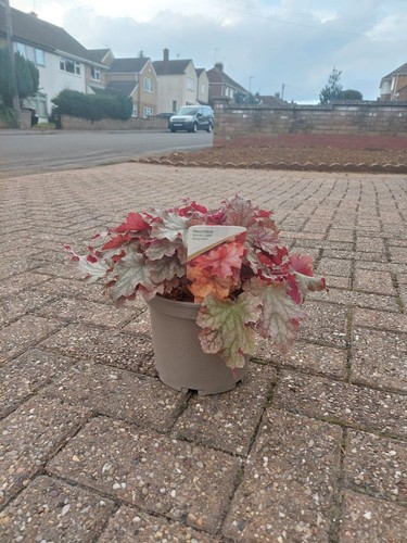 Heuchera world caffè amaretto - heuchera,