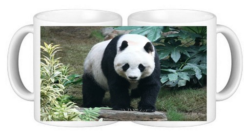 Panda wildlife ceramic - ceramic, coffee
