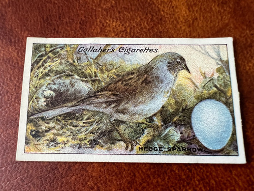 Gallaher birds nests eggs - gallaher, &