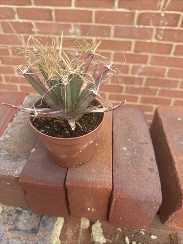 Leutchtenbergia principis 10cm - leutchtenbergia,