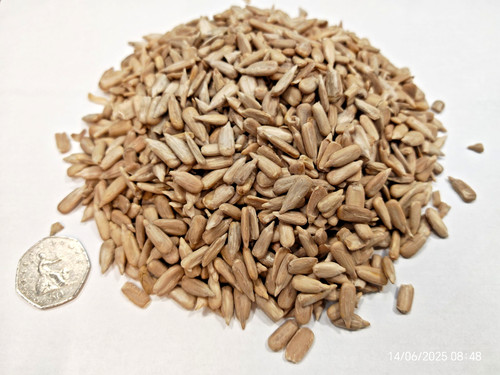 20kg jumbo sunflower - jumbo,