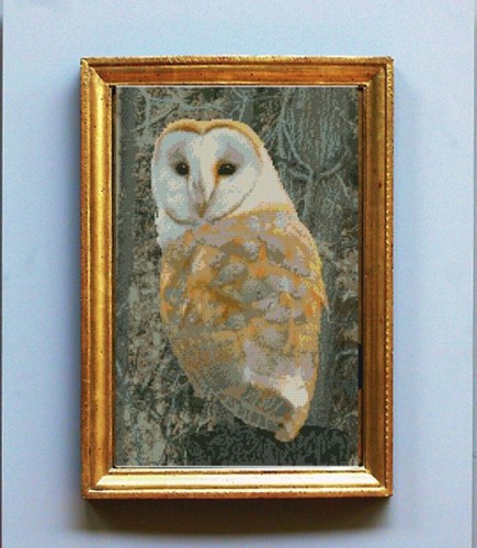 Barn owl counted - barn, 6