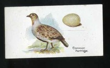 1906 Lambert and Butler Birds and Eggs Partridge #32