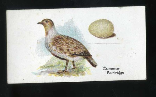 1906 lambert and butler birds - lambert,