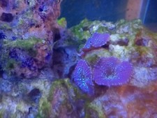 reef tank marine tank, full set up