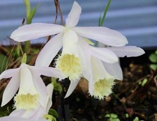 Pleione Gaiser Peak Three