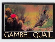 Postcard Gambel Quail
