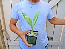 Cyphostemma juttae  Succulent