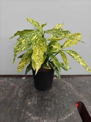 Aucuba japonica japanese - 1.5l,