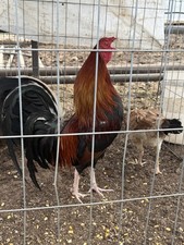 6+ hatching eggs pure  