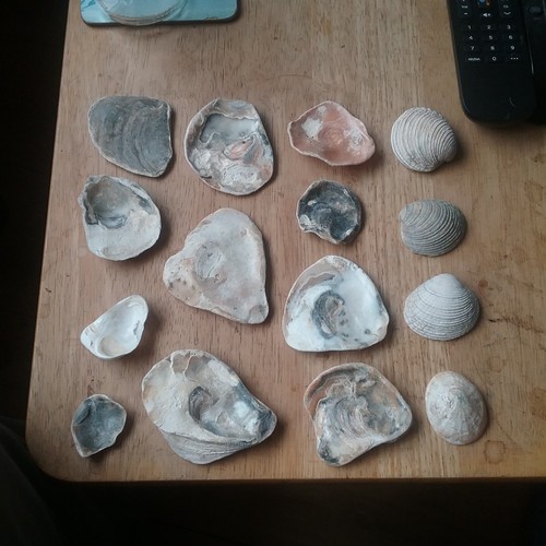 Various size oyster - various,