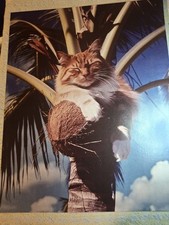 coconut kitty in palm tree a