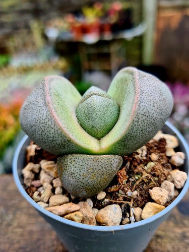 Pleiospilos nelii the - pleiospilos, split