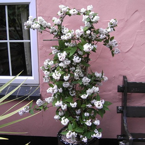 Deutzia hybrida mont rose - mont,