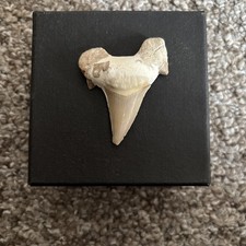shark tooth rare