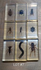 Real Life Bugs & Insects