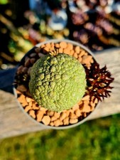 Pseudolithos Migiurtinus -