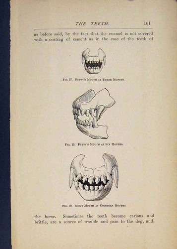 Original old antique print - original,