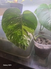 Monstera Albo Variegated