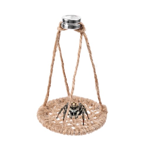 Jumping spider rope - jumping,
