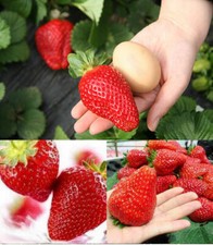 GIANT STRAWBERRY, 50 seeds of