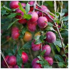 Big Juicy Victoria Plum Tree