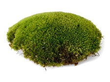 Live Cushion Moss for Terrariums Bun Moss Paladariums Mossariums Vivariums