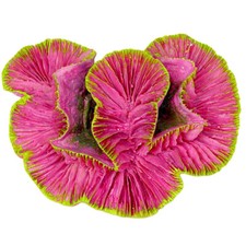 Pink Rose Coral Aquarium Fish