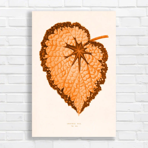 Begonia rex leaf - leaf, botanical