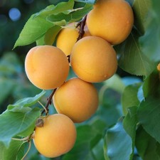 Apricot 'Aprigold' Fruit Tree