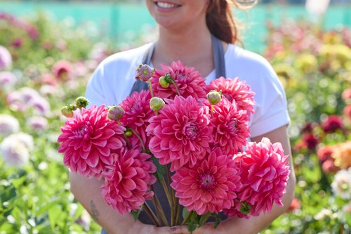 Dahlia tuber scaur swinton - scaur,