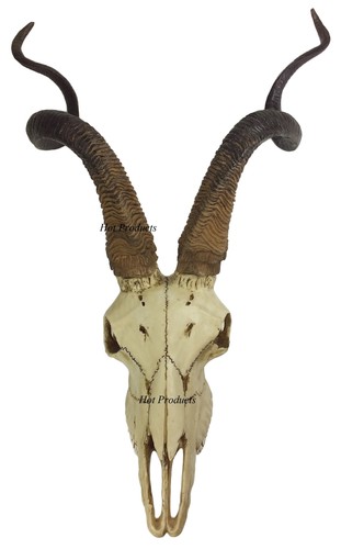 African kudu antelope - 23",