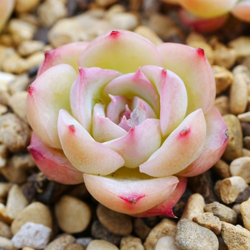 Echeveria silhouette 4cm - echeveria, 3-4cm