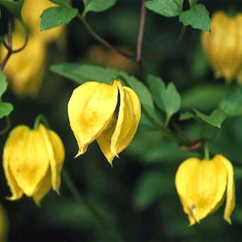 Clematis tangutica - clematis, 'tangutica'