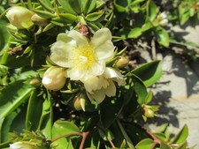 Succulents  PERESKIA  ACULEATA  ...  Original Cactus  25 - 30 CM *** just £10
