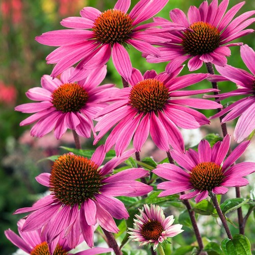 Echinacea purpurea coneflower - echinacea,