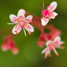 London Pride,  Saxifraga ×