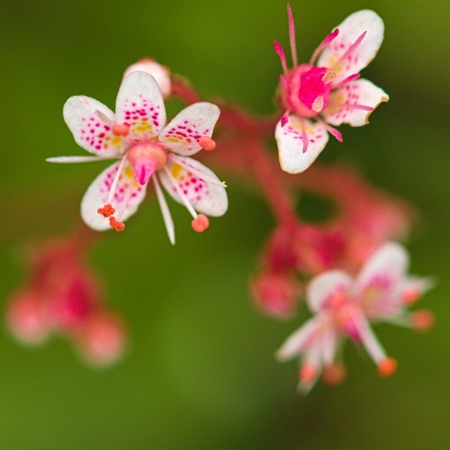 London pride saxifraga - pride,,