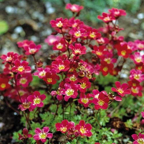 Evegreen saxifraga red - evegreen,