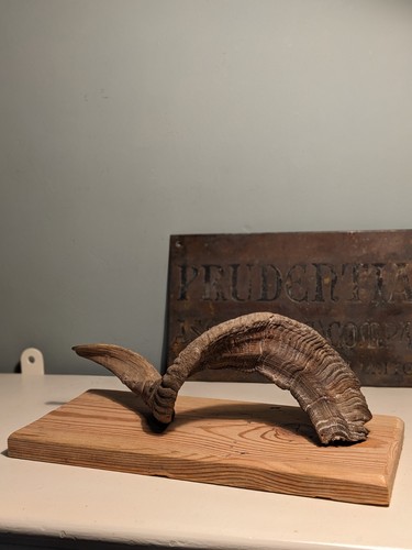 Vintage large ram horn - large,